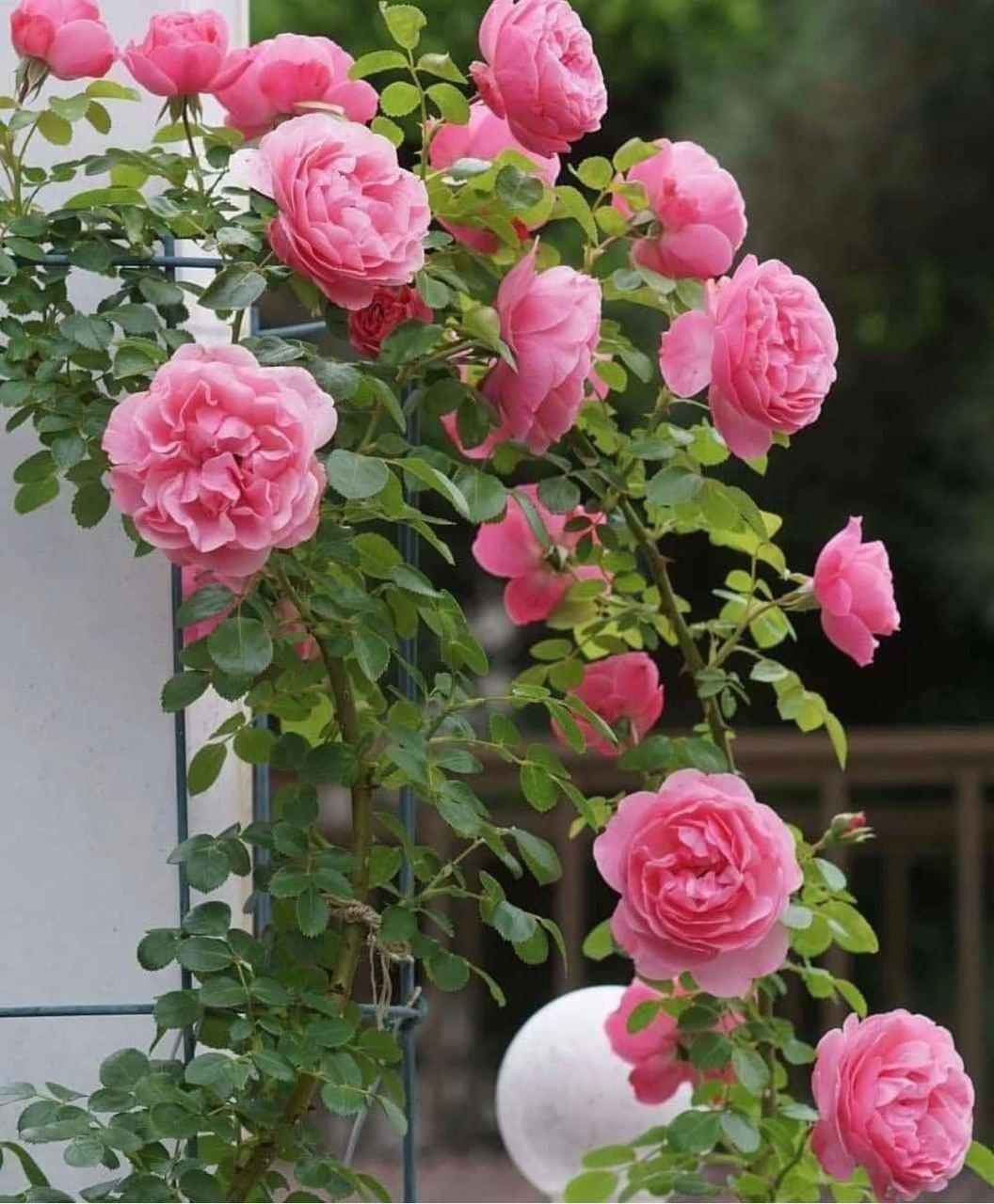 درگذشتگان از سال 96 تا 1401